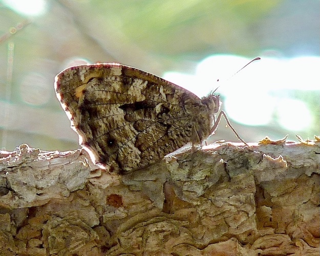 grayling